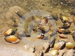 Small shells on lake, Lithuania