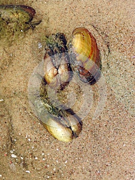 Small shells on lake, Lithuania