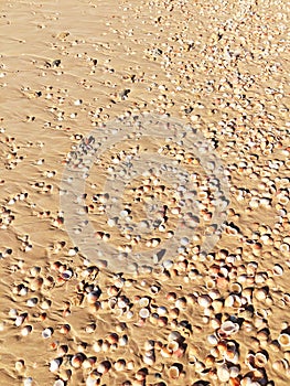 small shells on the sand on the beach on a sunny day.