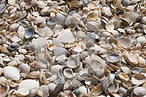 Small shells on the seashore