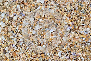Small shells whole and broken with sharp edges are on the sandy seashore, background