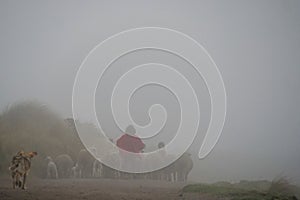 Small shepherd boy and his dog walking away behind a herd of sheep in heavy mist or fog