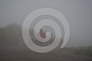 Small shepherd boy walking away behind a herd of sheep in heavy mist or fog