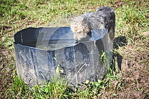 Small shepherd dog from Bergamo quenches its thirst from a plastic cow container