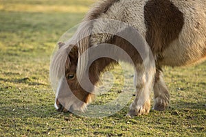 Small shetland Pony grazing