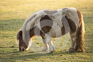 Small Shetland pony grazing
