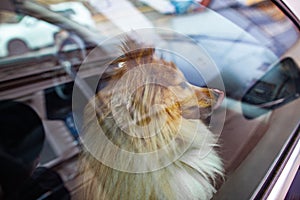 Small shetland sheepdog looks out the window of a car