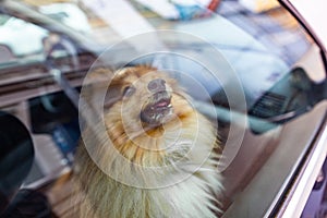 Small shetland sheepdog looks out the window of a car