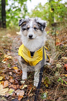 Small shetland sheepdog sheltie puppy with yellow raincoat sitting on pedestrian path with autumn leafs fallen on ground