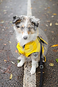 Small shetland sheepdog sheltie puppy with yellow raincoat sitting on pedestrian path with autumn leafs fallen on ground
