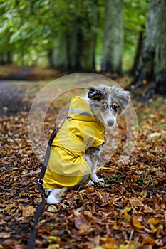 Small shetland sheepdog sheltie puppy with yellow raincoat sitting on wood path with early autumn leaves fallen on ground
