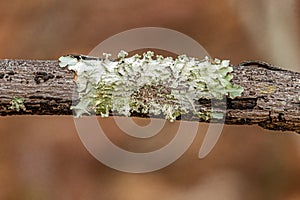 Small Shield Lichen
