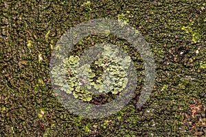 Small Shield Lichen