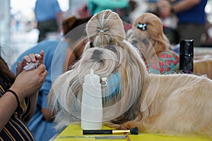 Small Shih-tzu dog, ornament bow in hair, getting prepared and groomed at dog show competition