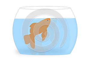 A small shimmering goldfish in the water.
