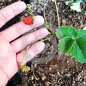 A small shiny red strawberry on a branch of a green leafy strawberry plant.