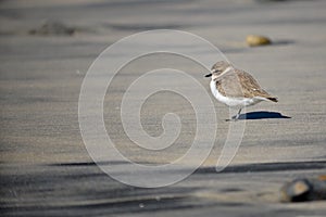 Small Shorebird