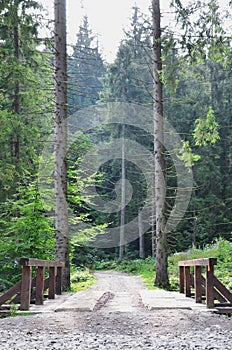 A small short bridge across the river for driving cars in the middle of the forest