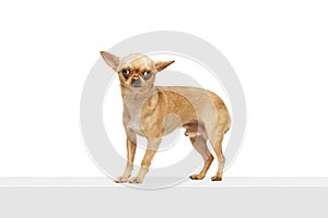 Small, short-haired Chihuahua dog with large, pointed ears and long tail curled down against white studio background.