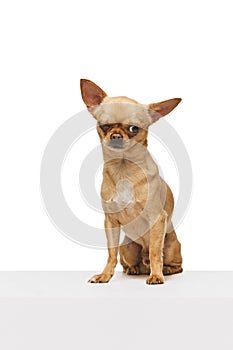 small, short-haired chihuahua sits on a white table and winking in motion against white studio background. Funny muzzle.