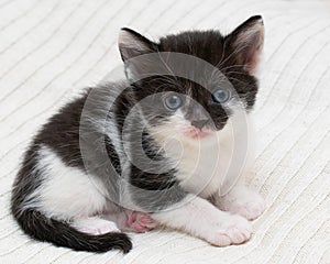 Small shorthair kitten at home on a plaid
