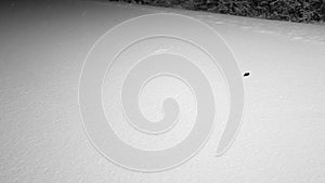Small shrew, family Sorididae, a mouse or mole like mammal is seen on new snow at night during a snowfall. Cute animal. Copy space