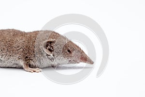 An small shrew