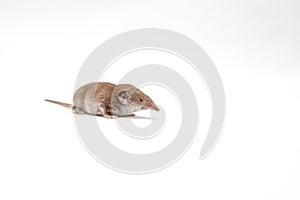 An small shrew
