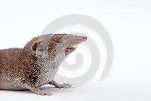 An small shrew photo