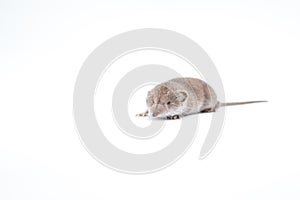 An small shrew