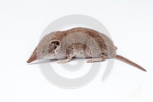 An small shrew