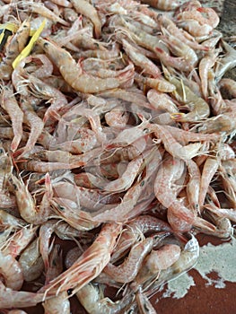 These are small shrimps that fishermen have just caught in the sea
