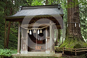 A small shrine beside a Yorishiro tree at Kawaguchi Asama Shinto Shrine, Fujikawaguchiko, Japan
