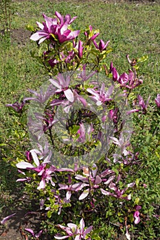 Small shrub of Magnolia liliiflora in full bloom photo