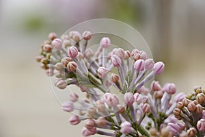 Lilac flower live in the Northeastern China 3 photo