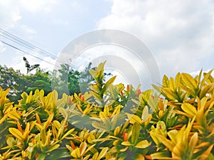 A small shrub with yellowish-orange leaves, a close-up view in daytime