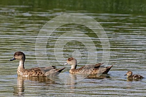 Grey Teal in Australasia photo