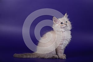 Small Siberian kitten
