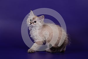 Small Siberian kitten