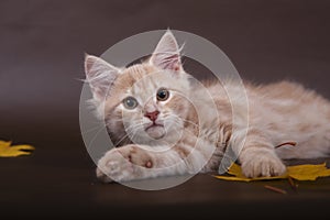 Small Siberian kitten on brown background