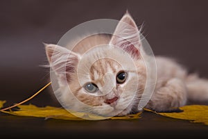 Small Siberian kitten on brown background