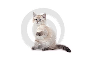 Small Siberian Neva Masquerade kitten on white background