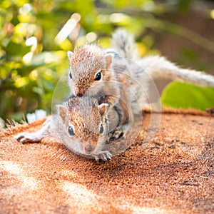 Small sibling squirrel baby rides big brothers back, cute adorable animal-themed photograph, three-striped palm squirrel babies photo