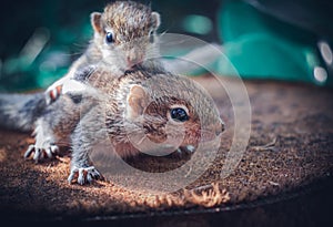Small sibling squirrel baby rides big brothers back, cute adorable animal-themed photograph, three-striped palm squirrel babies