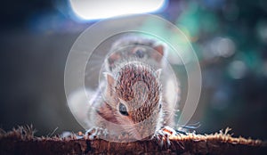 Small sibling squirrel baby rides big brothers back, cute adorable animal-themed photograph, three-striped palm squirrel babies