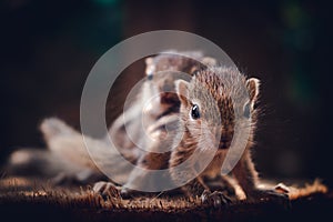 Small sibling squirrel baby rides big brothers back, cute adorable animal-themed photograph, three-striped palm squirrel babies
