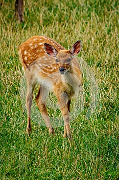 Small Sika deer aby alone
