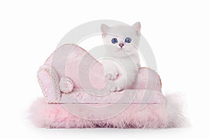 Small silver british kitten on pink divan