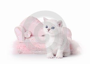 Small silver british kitten with pink divan