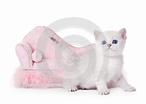 Small silver british kitten with pink divan